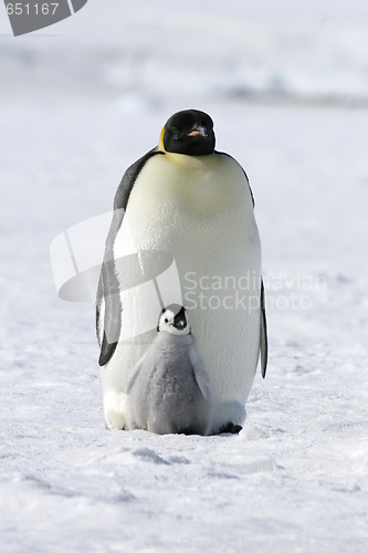 Image of Emperor penguins (Aptenodytes forsteri)