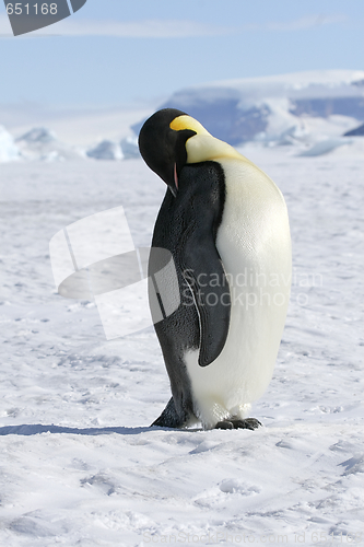 Image of Emperor penguin (Aptenodytes forsteri)