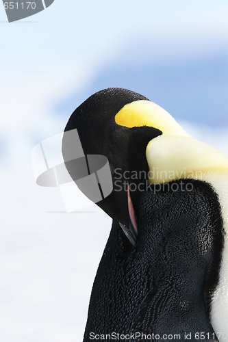 Image of Emperor penguin