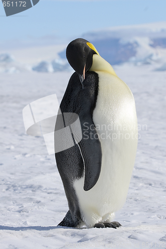 Image of Emperor penguin (Aptenodytes forsteri)