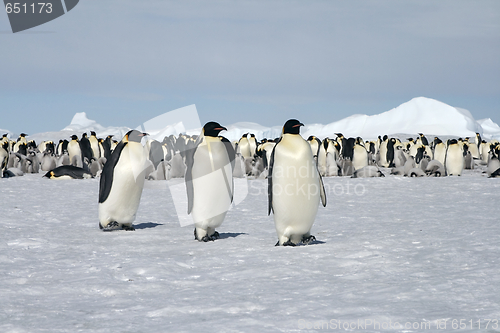 Image of Emperor penguins (Aptenodytes forsteri)