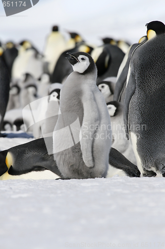 Image of Emperor penguin (Aptenodytes forsteri)