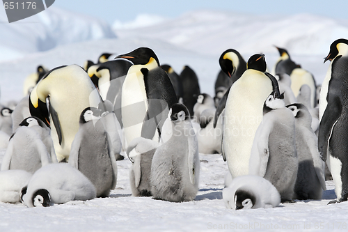 Image of Emperor penguins (Aptenodytes forsteri)