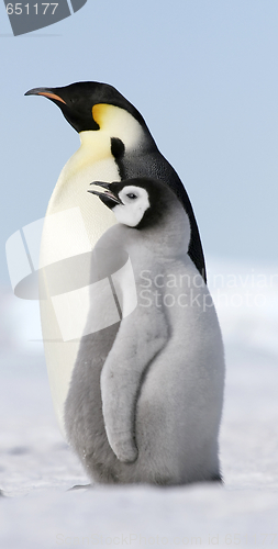 Image of Emperor penguins (Aptenodytes forsteri)