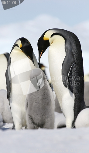 Image of Emperor penguins (Aptenodytes forsteri)