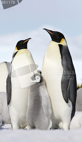 Image of Emperor penguins (Aptenodytes forsteri)