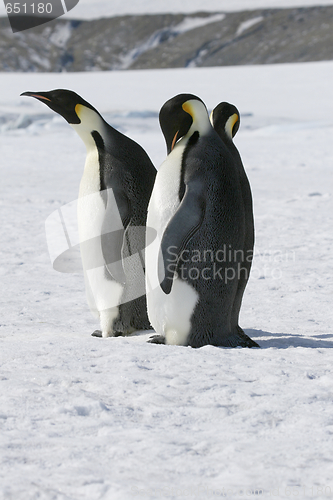 Image of Emperor penguins (Aptenodytes forsteri)