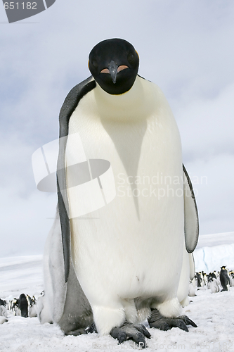 Image of Emperor penguin (Aptenodytes forsteri)