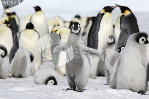 Image of Emperor penguin (Aptenodytes forsteri)