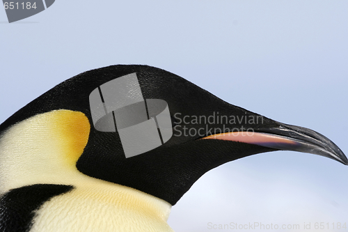 Image of Emperor penguin (Aptenodytes forsteri)