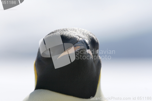 Image of Emperor penguin (Aptenodytes forsteri)