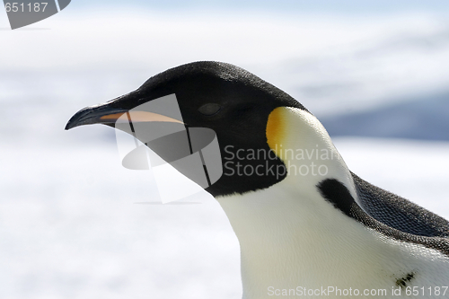 Image of Emperor penguin (Aptenodytes forsteri)