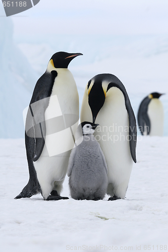 Image of Emperor penguins (Aptenodytes forsteri)