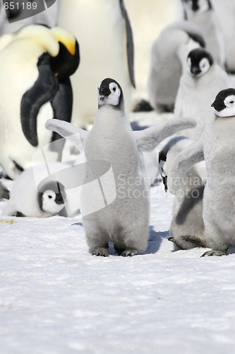 Image of Emperor penguins (Aptenodytes forsteri)