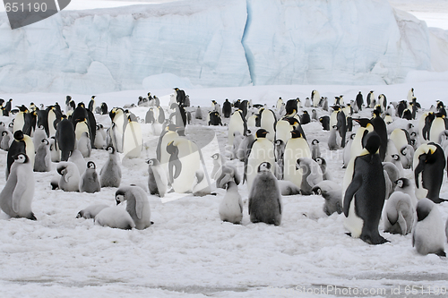 Image of Emperor penguins (Aptenodytes forsteri)