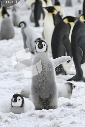 Image of Emperor penguin (Aptenodytes forsteri)