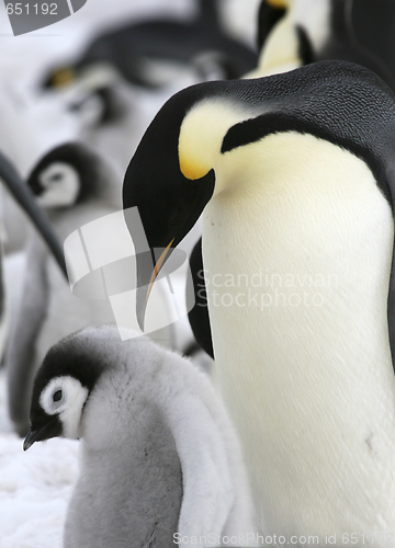 Image of Emperor penguins (Aptenodytes forsteri)