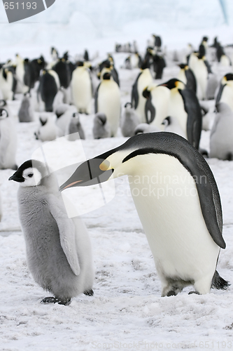 Image of Emperor penguins (Aptenodytes forsteri)