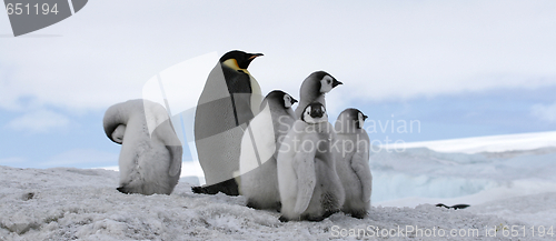 Image of Emperor penguins (Aptenodytes forsteri)