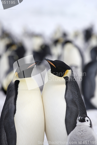 Image of Emperor penguins (Aptenodytes forsteri)