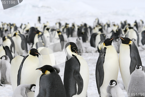 Image of Emperor penguins (Aptenodytes forsteri)