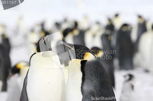 Image of Emperor penguins (Aptenodytes forsteri)