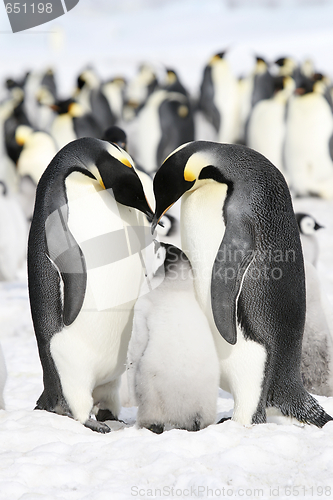 Image of Emperor penguins (Aptenodytes forsteri)