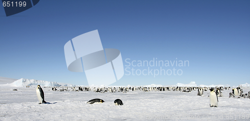 Image of Emperor penguins (Aptenodytes forsteri)