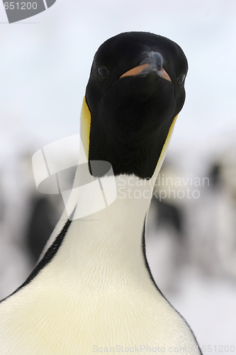 Image of Emperor penguin (Aptenodytes forsteri)