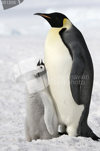 Image of Emperor penguins (Aptenodytes forsteri)