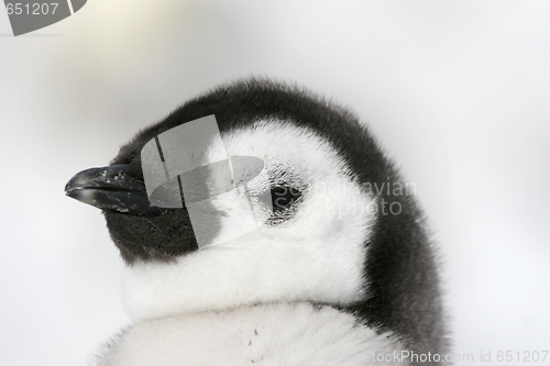 Image of Emperor penguin (Aptenodytes forsteri)