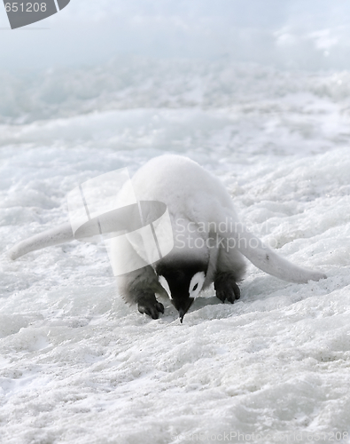 Image of Emperor penguin (Aptenodytes forsteri)