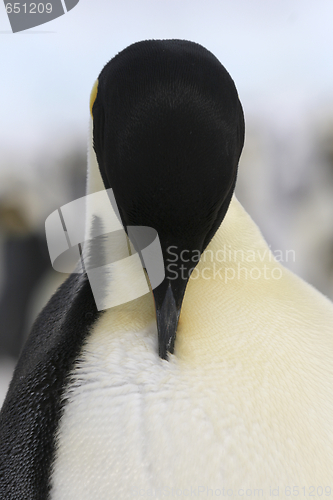 Image of Emperor penguin (Aptenodytes forsteri)