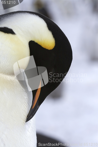 Image of Emperor penguin (Aptenodytes forsteri)