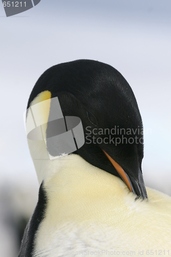 Image of Emperor penguin (Aptenodytes forsteri)