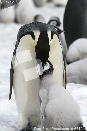 Image of Emperor penguins (Aptenodytes forsteri)