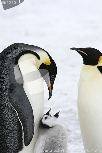 Image of Emperor penguins (Aptenodytes forsteri)