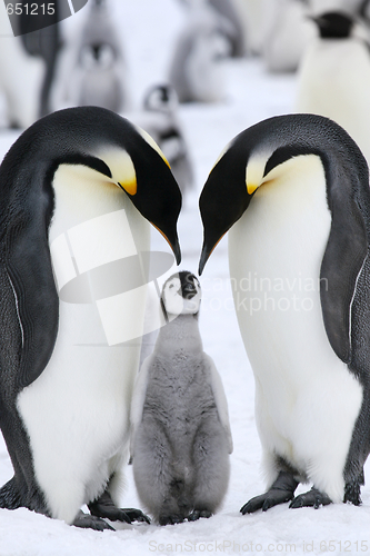 Image of Emperor penguins (Aptenodytes forsteri)