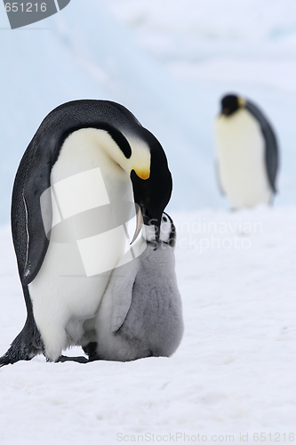 Image of Emperor penguins (Aptenodytes forsteri)