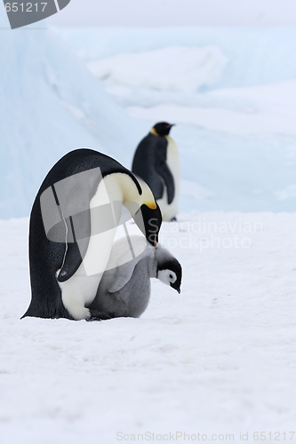 Image of Emperor penguins (Aptenodytes forsteri)