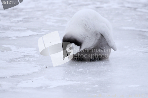 Image of Emperor penguin (Aptenodytes forsteri)