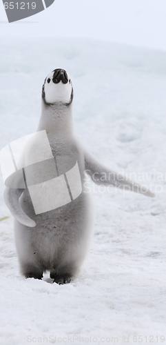 Image of Emperor penguin (Aptenodytes forsteri)