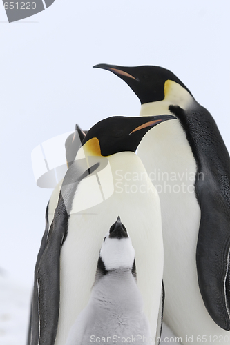 Image of Emperor penguins (Aptenodytes forsteri)