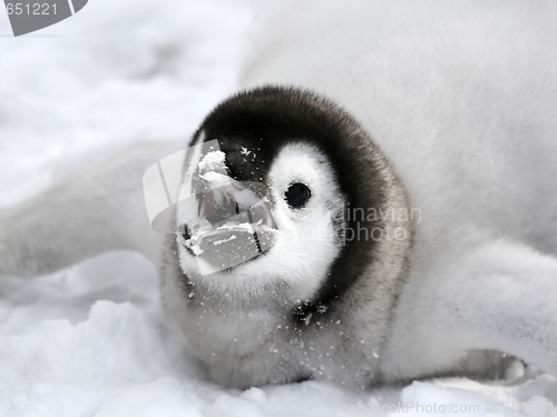 Image of Emperor penguin (Aptenodytes forsteri)