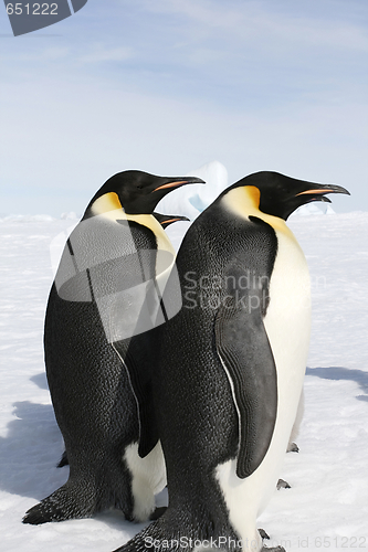 Image of Emperor penguins (Aptenodytes forsteri)