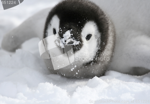 Image of Emperor penguin (Aptenodytes forsteri)