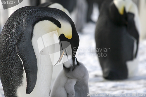 Image of Emperor penguins (Aptenodytes forsteri)