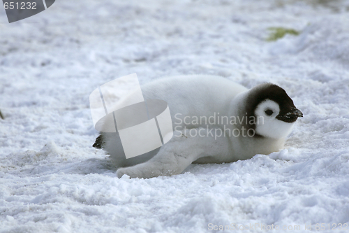 Image of Emperor penguin (Aptenodytes forsteri)