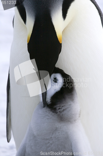 Image of Emperor penguins (Aptenodytes forsteri)