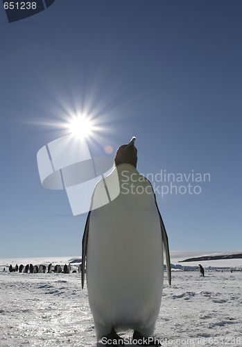 Image of Emperor penguin (Aptenodytes forsteri)